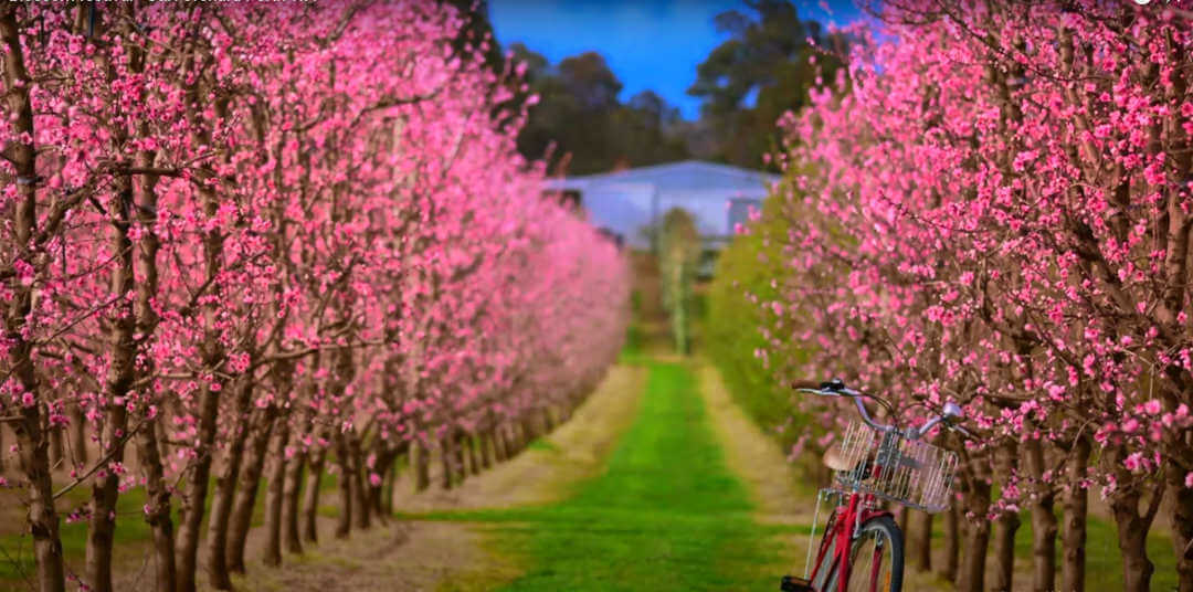 Bickley Valley blossom tour Perth.