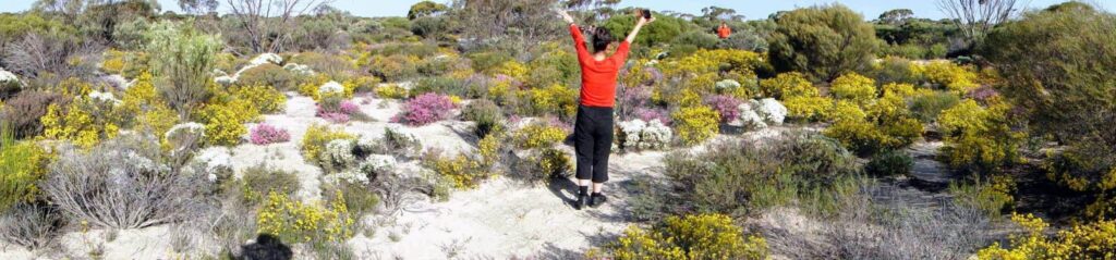 Wild flower tour Western Australia.